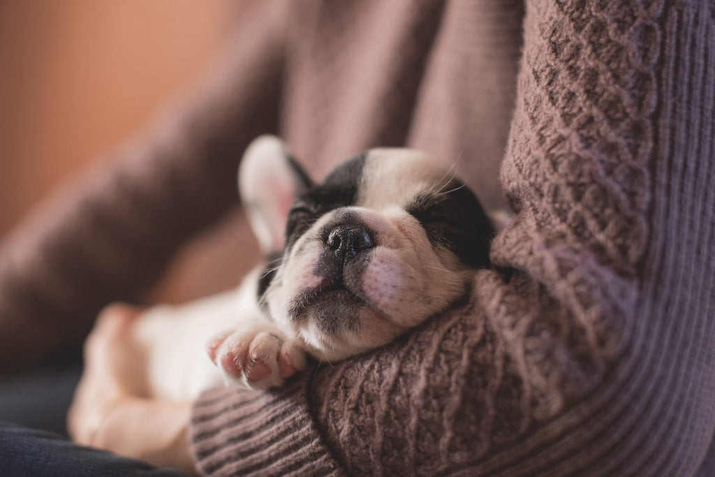 Coussinets du chien, comment en prendre soin ?