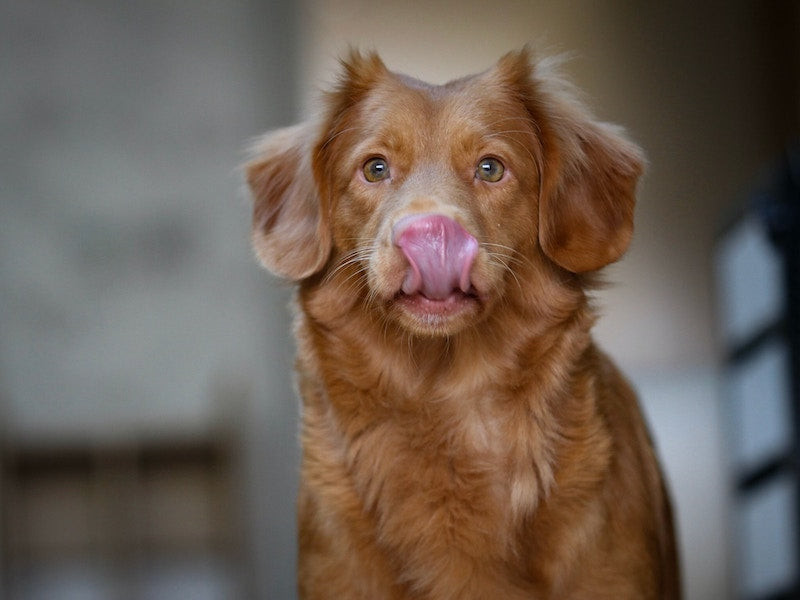 Mon chien a mauvaise haleine, comment faire ?