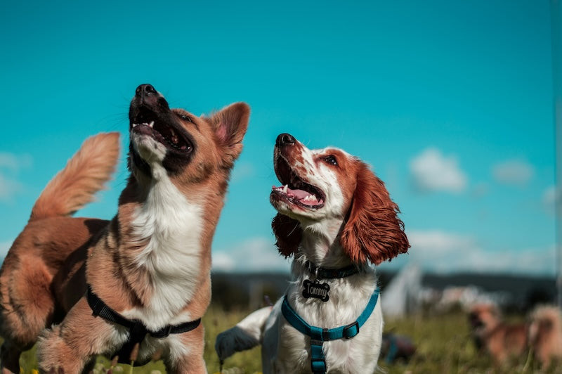 Symptômes du stress chez le chien solutions et traitement