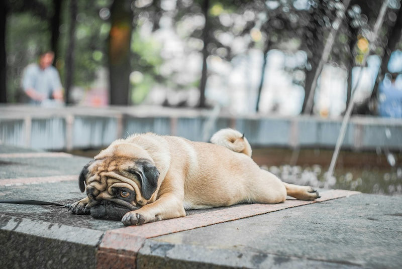 Comment soigner une entorse chez le chien ?