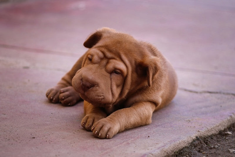 Problèmes de peau chez le chien et le chat : causes, solutions et appr