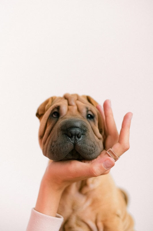L’eczéma chez le chien, symptômes, causes et traitement naturel