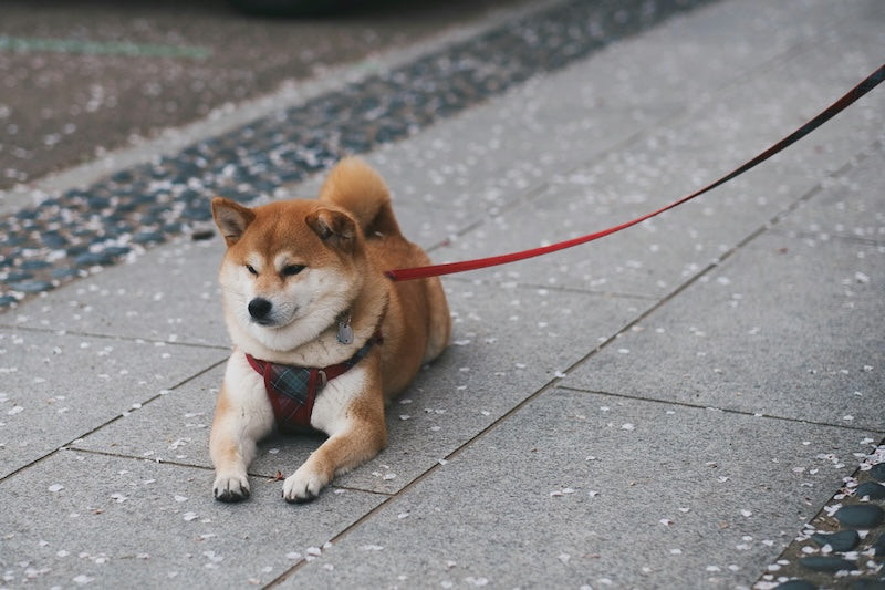 Qu'est-ce que la mue chez le chien ?