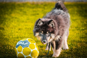 Les bienfaits de la spiruline pour les chiens