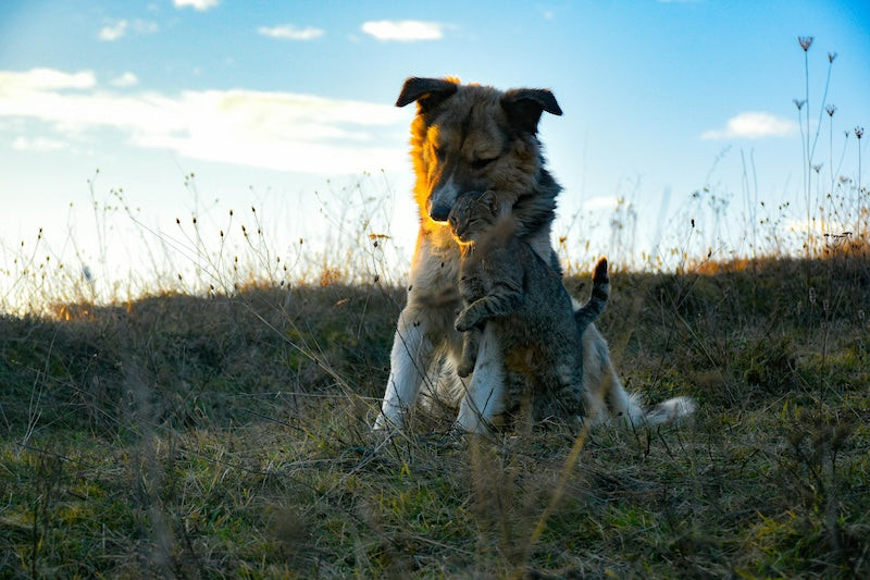 Comment protéger son chien pendant la canicule ? Le guide pratique com
