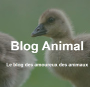 blog animal