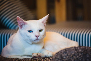 Optimiser l'alimentation de son chat (félin) : Comment faire ? | Blog Animal