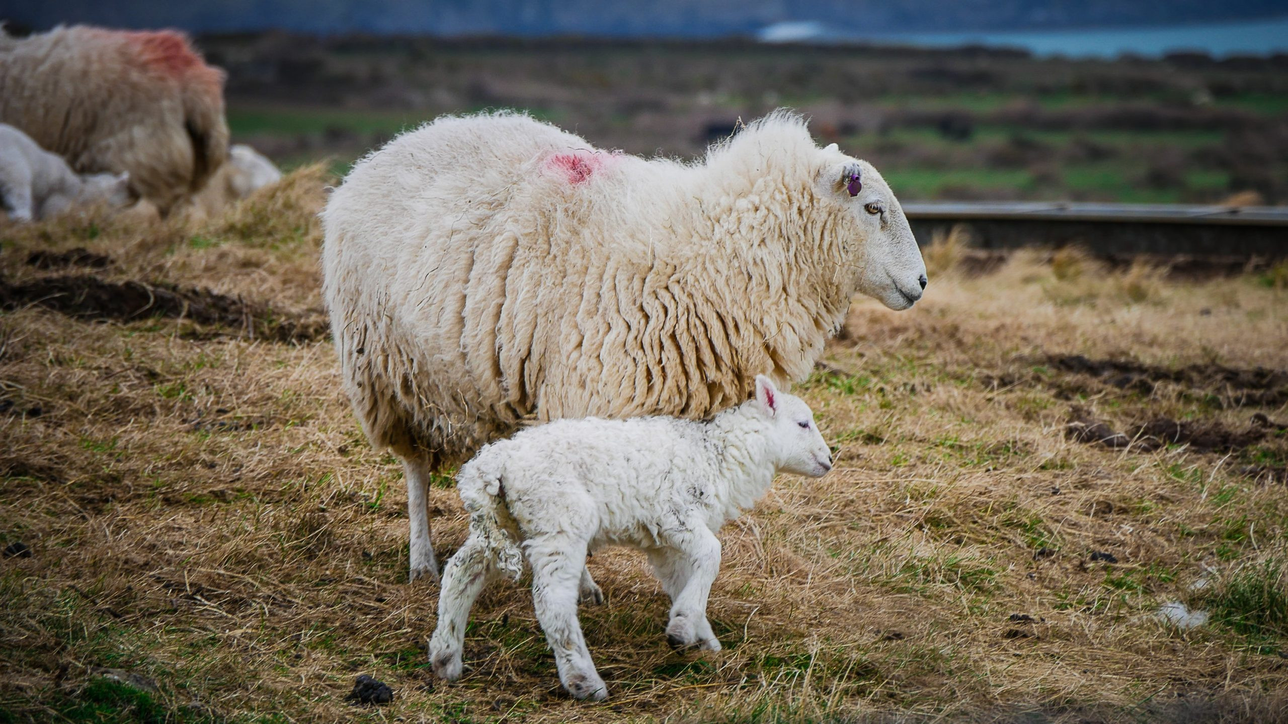 Moutons → comment nourrir un mouton ? | Blog Animal