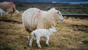Moutons → comment nourrir un mouton ? | Blog Animal