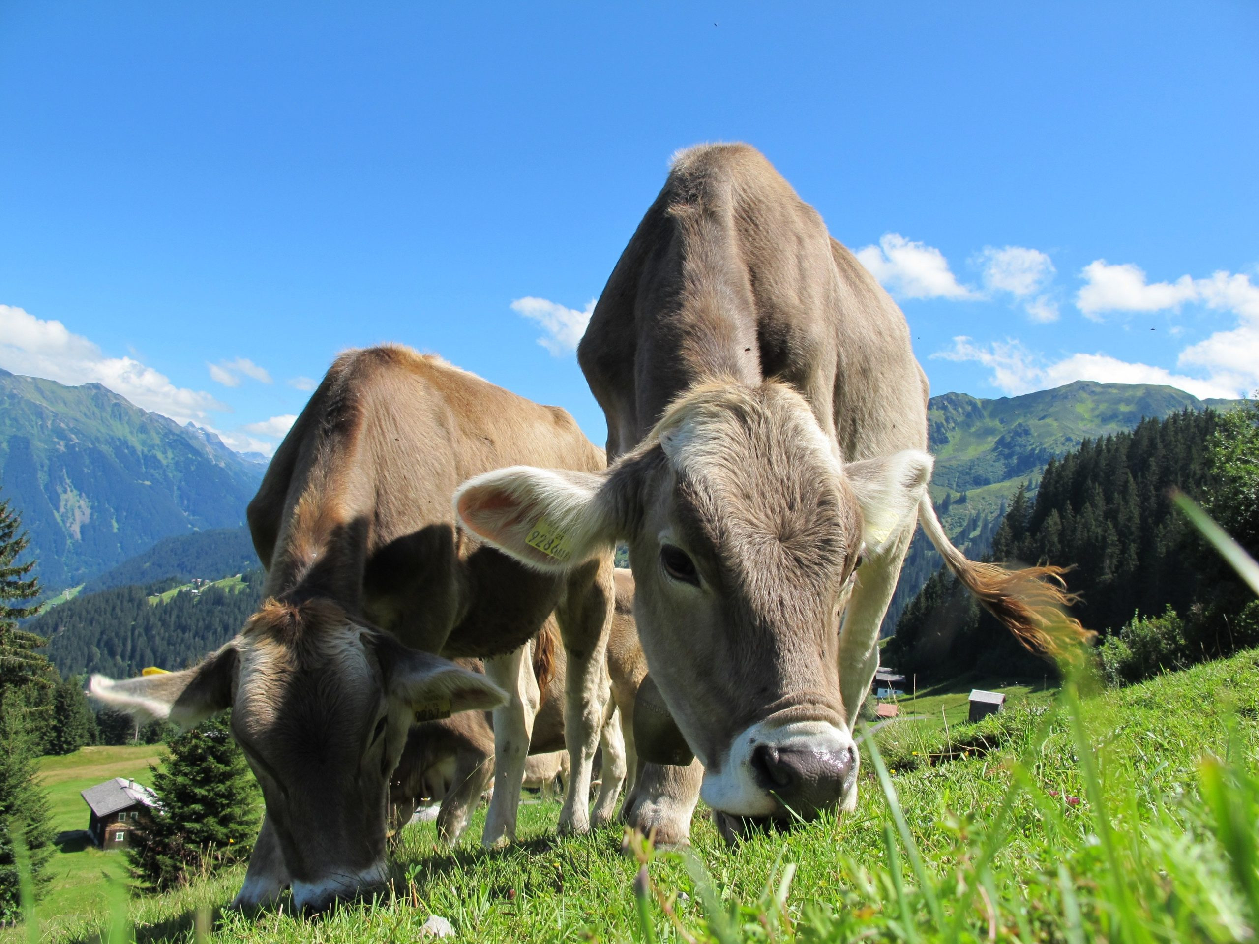 Vaches → comment nourrir une vache ? | Blog Animal