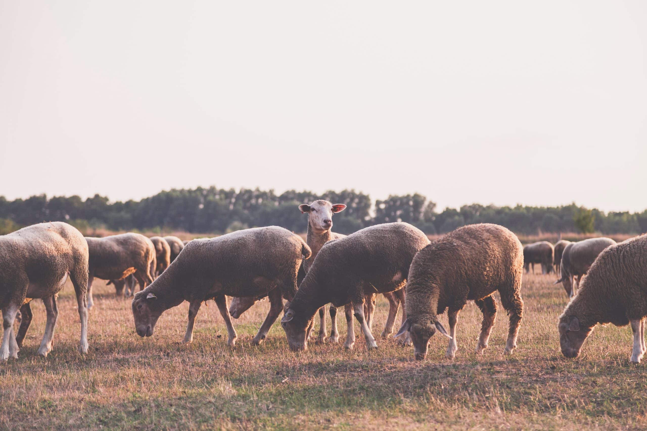 Moutons → Quand tondre un mouton ? | Blog Animal