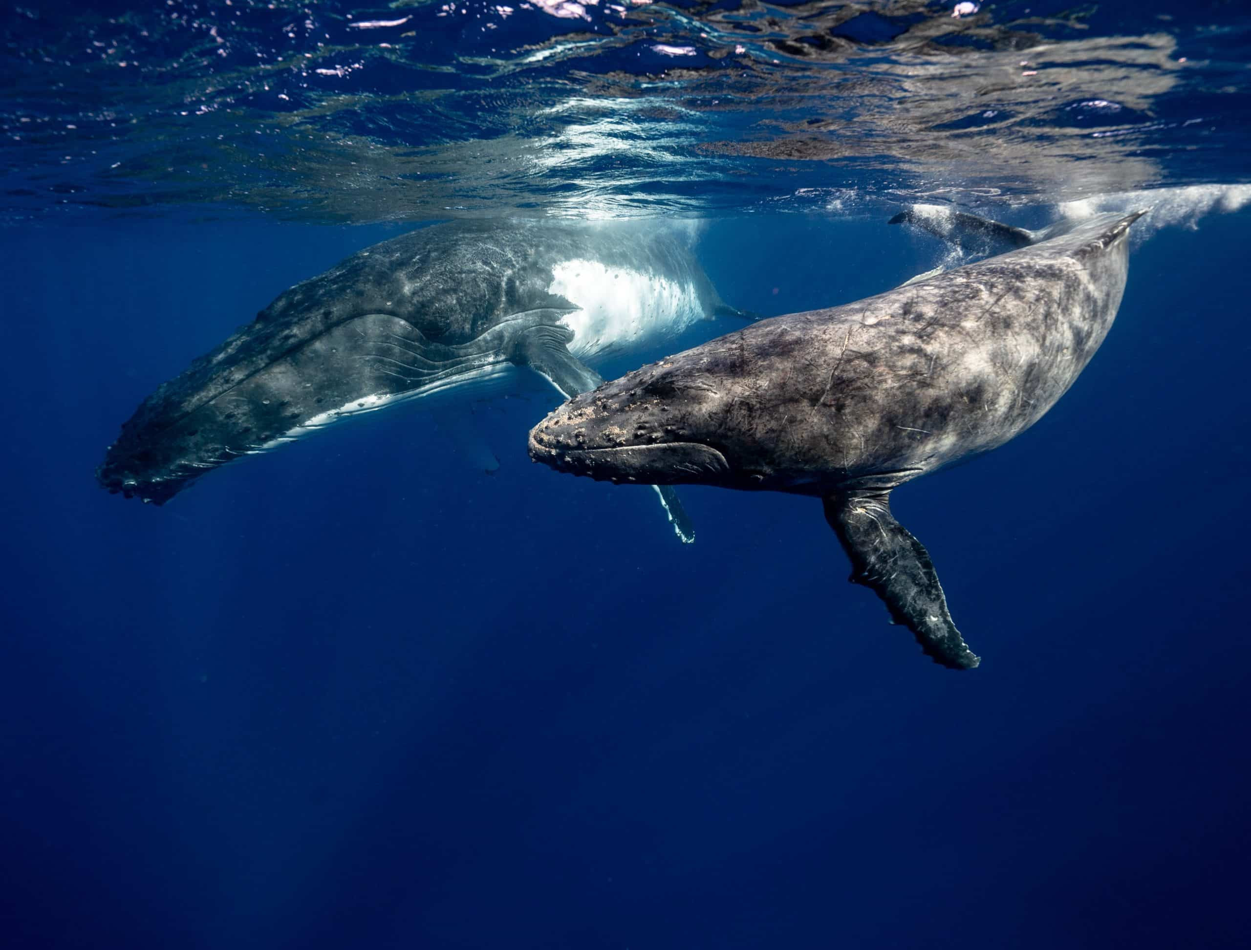 Baleines → Quelle est la taille d'une baleine ? | Blog Animal