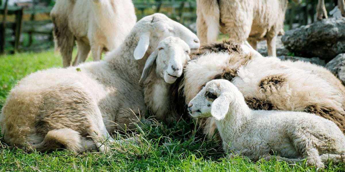 Moutons → Qu’est ce que la gale du mouton ? | Blog Animal