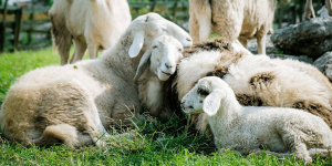 Moutons → Qu’est ce que la gale du mouton ? | Blog Animal