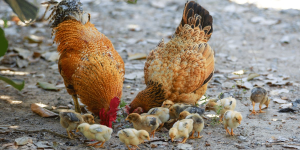 Poules → Comment nourrir les poules ? | Blog Animal