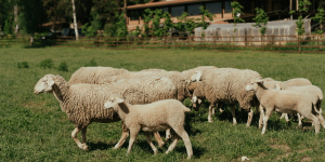 Brebis → Quand se reproduisent les brebis ? | Blog Animal