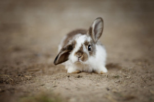 Comment couper les ongles d'un lapin ? | Blog Animal