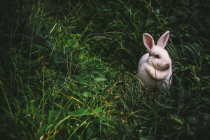 Comment rafraichir son lapin ? | Blog Animal