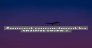 Communication chauves-souris, ultrason ou infrason ? Comment communiquent les chauves-souris ? | Blog Animal