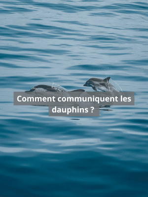 Communication dauphins, ultrason ou infrason ? Comment communiquent les dauphins ? | Blog Animal