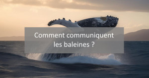 Communication baleine, ultrason ou infrason ? Comment communiquent les baleines ? | Blog Animal