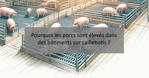 Pourquoi les porcs sont élevés dans des bâtiments sur caillebotis ? | Blog Animal