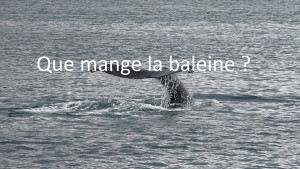 Que mange la baleine ? Son alimentation | Blog Animal