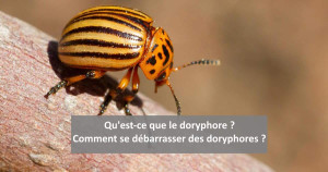 Qu'est-ce qu'un doryphore, comment se débarrasser des doryphores ? | Blog Animal