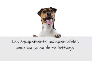 Les équipements indispensables dans un salon de toilettage | Blog Animal