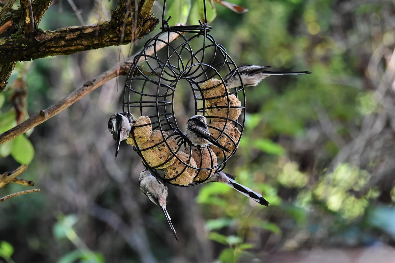Comment fabriquer des boules de graisse pour les oiseaux ? | Blog Animal