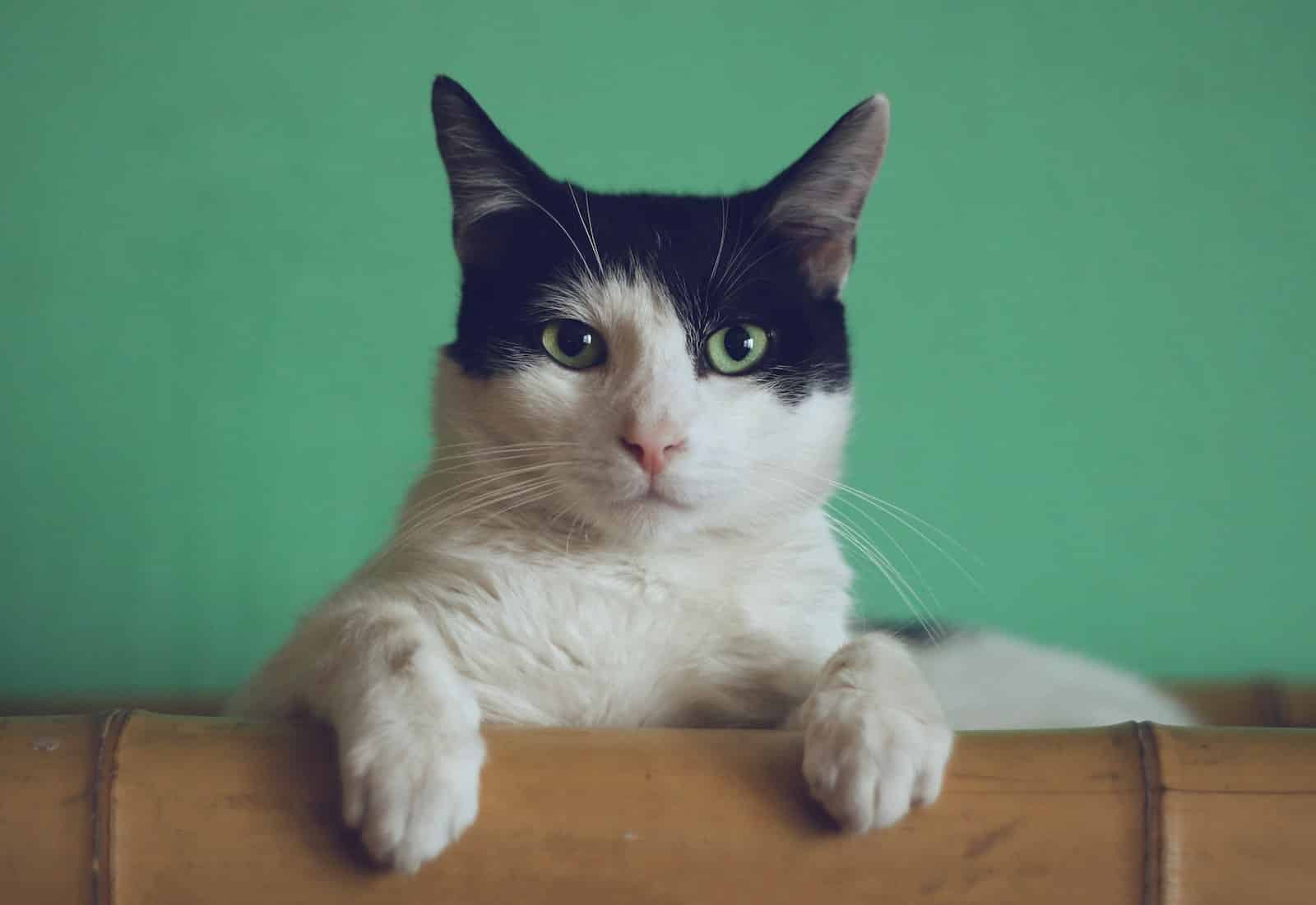 Pourquoi devriez-vous acheter un coussin apaisant pour chat en 2023 | Blog Animal