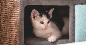 Comment choisir une litière pour son chat ? | Blog Animal