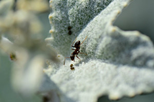 Les essentiels à savoir pour commencer son élevage de fourmis | Blog Animal