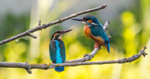 Qu'est-ce qu'un Martin-Pêcheur ? | Blog Animal