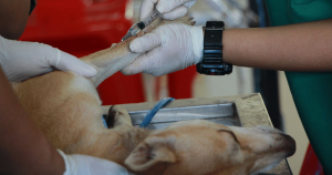 Qu’est-ce que la maladie du coussinet chez le chien ? | Blog Animal