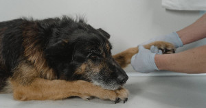 Chiens & Chats → des animaux sujets aux troubles métaboliques