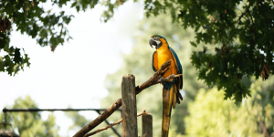 Perroquets → La meilleure nourriture pour un perroquet | Blog Animal