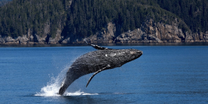 Baleine → Une alimentation à base de krill | Blog Animal