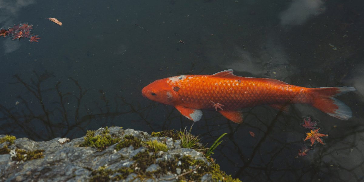 Eau douce → Quels sont les différents types de poissons ? | Blog Animal