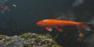 Eau douce → Quels sont les différents types de poissons ? | Blog Animal