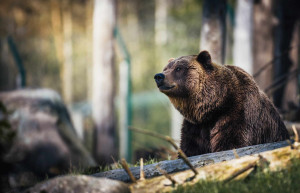 Ours → De quoi se nourrit un ours ? | Blog Animal