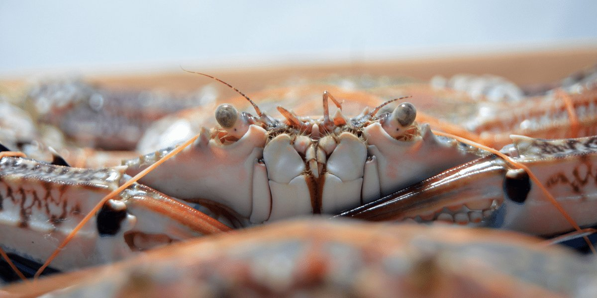 Pêche → Quels sont les animaux de pêche ? | Blog Animal