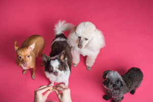 Chiens → Comment trouver la bonne race ? | Blog Animal