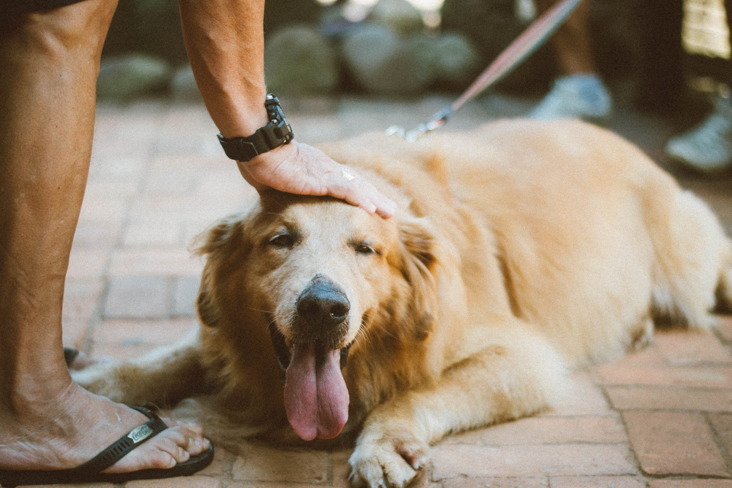 Chiens → La meilleure nourriture pour un chien | Blog Animal