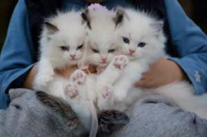 Chatons → La meilleure nourriture pour un chaton | Blog Animal