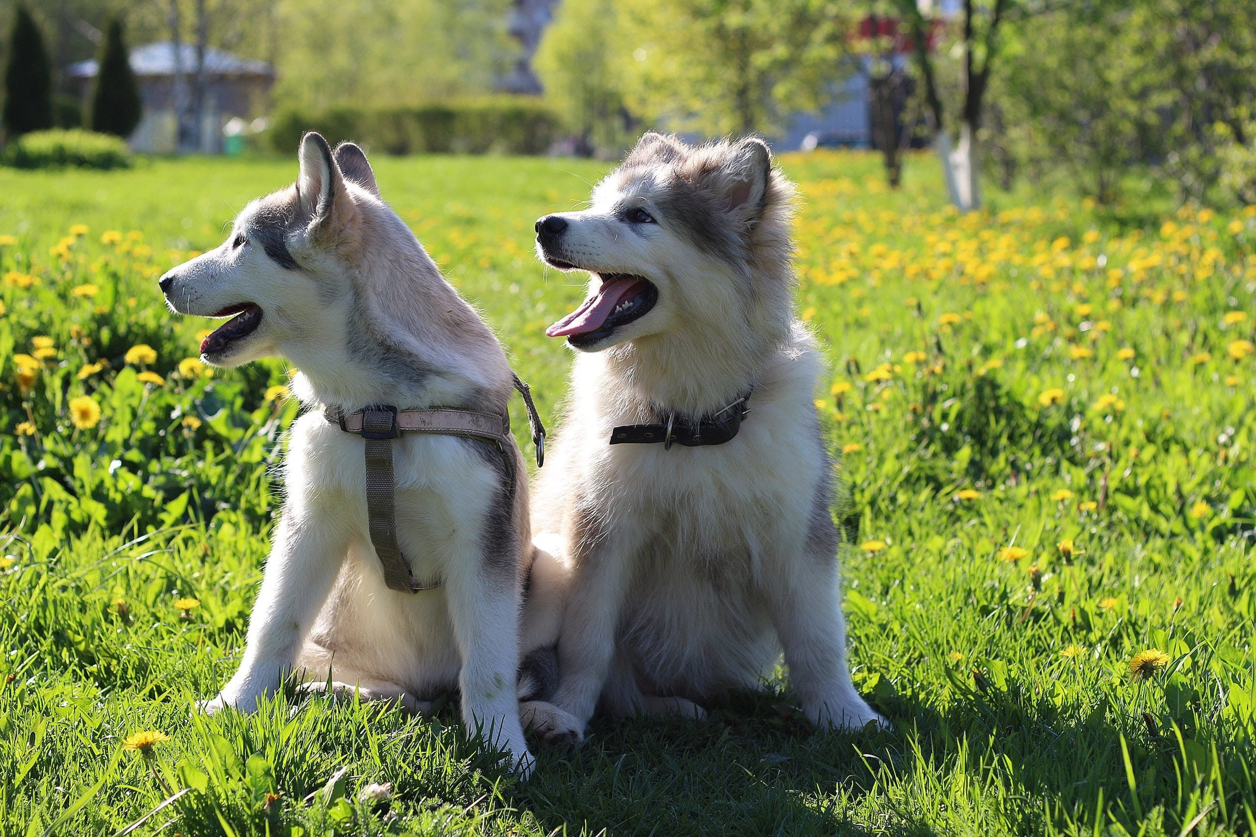 Chiots → La meilleure nourriture pour un chiot | Blog Animal