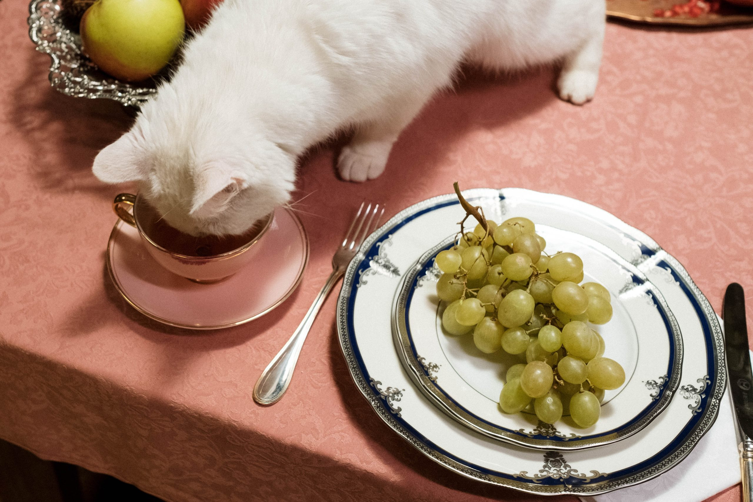 Chats → La meilleure nourriture pour un chat | Blog Animal