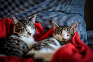 Chats → à quelle fréquence nourrir un chat ? | Blog Animal