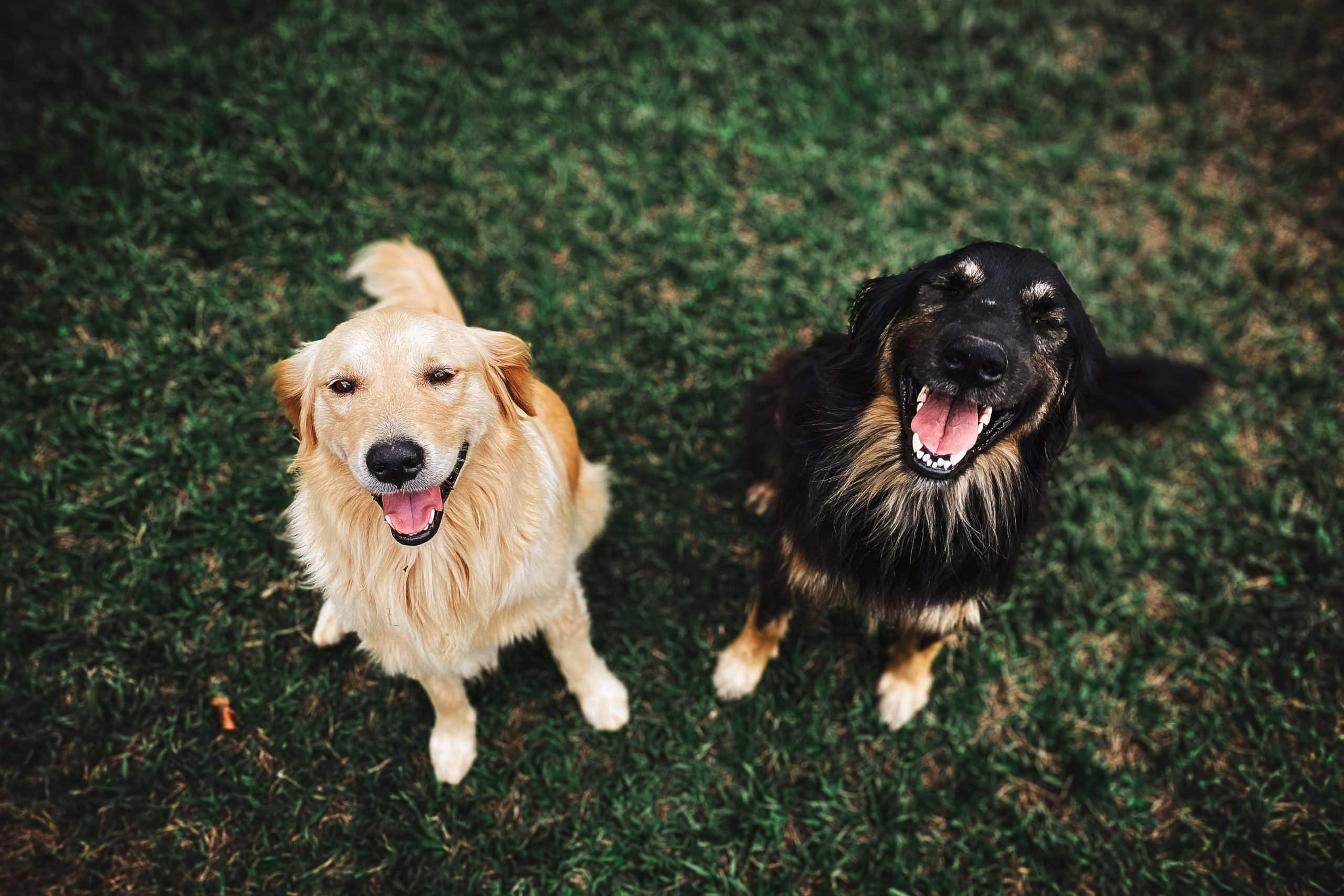 Chiens → comment remplacer les croquettes ? | Blog Animal