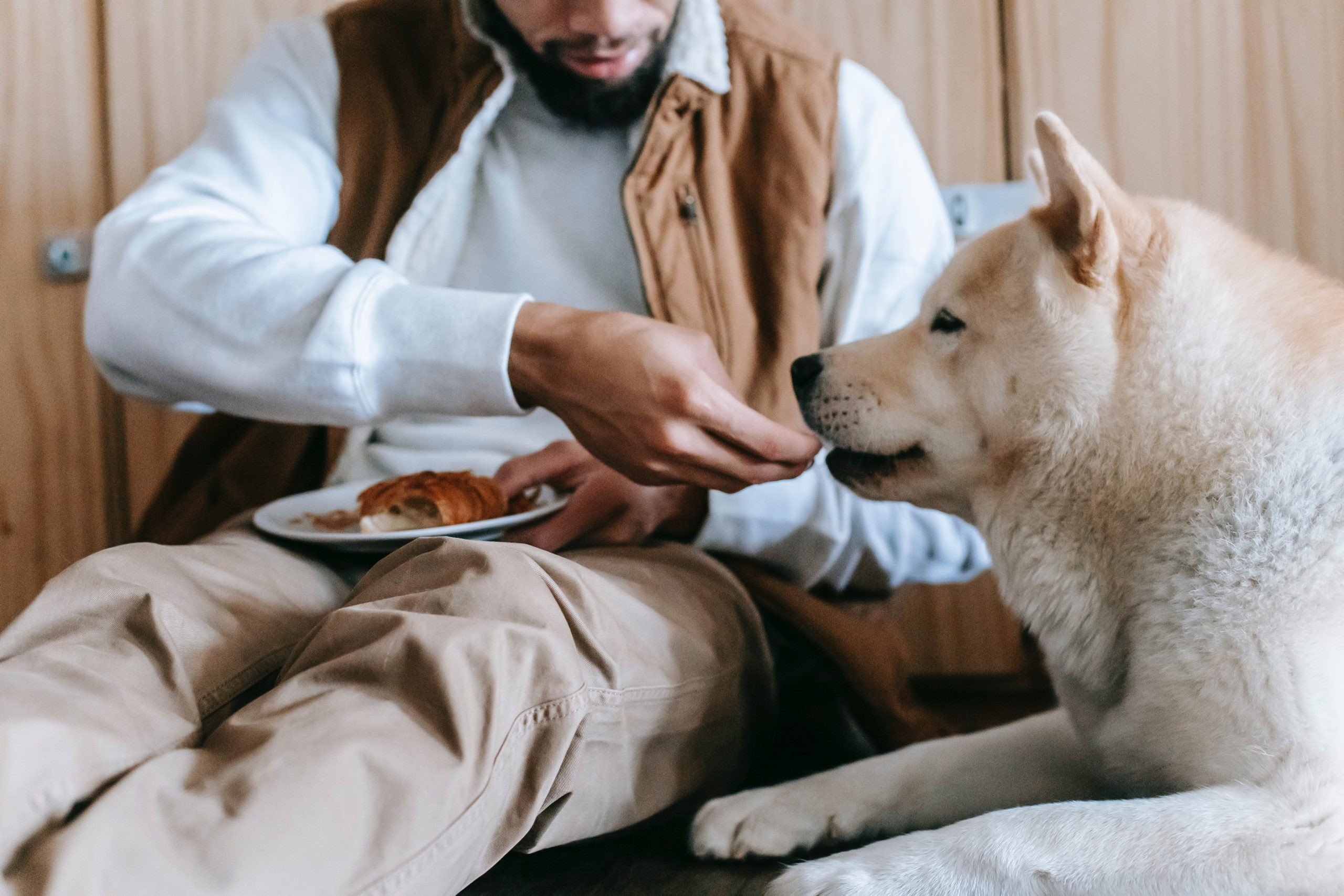Chiens → comment nourrir un chien ? | Blog Animal